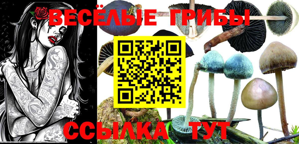 Галлюциногенные грибы Psilocybine cubensis Новоалтайск